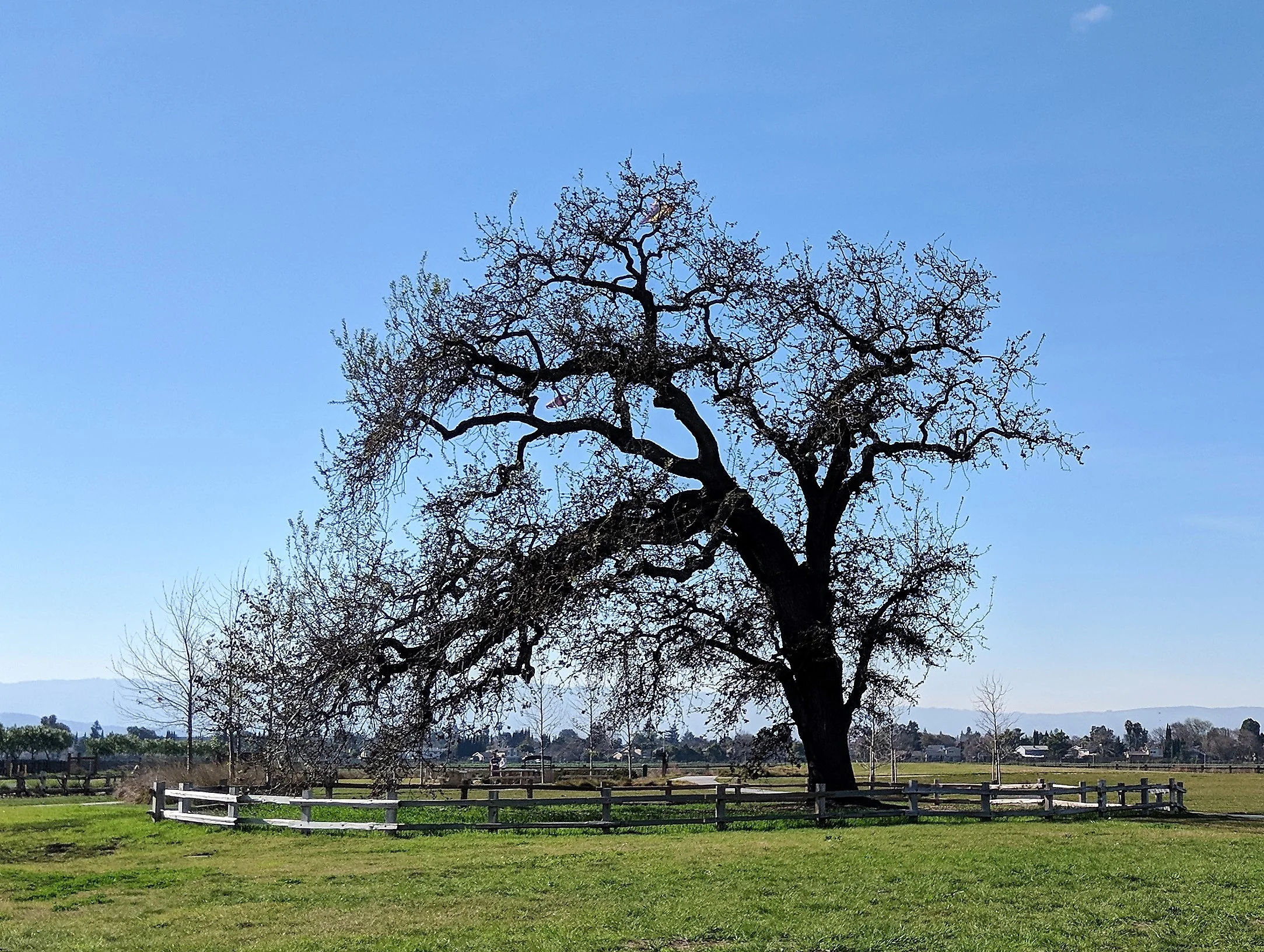 Martial Cottle Tree (002).jpg