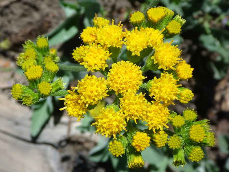 Our City Forest's Annual Spring Plant Sale - San Jose
