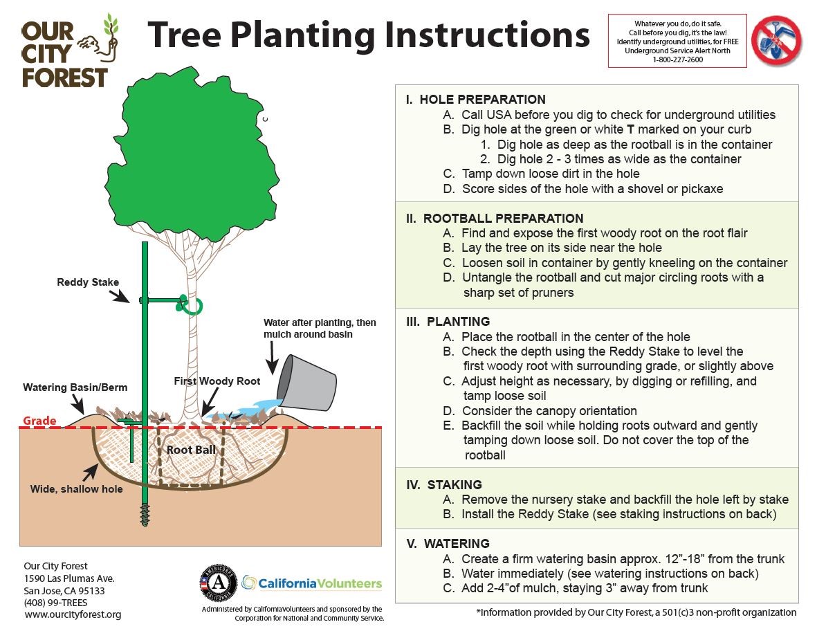 pruning trees.jpg