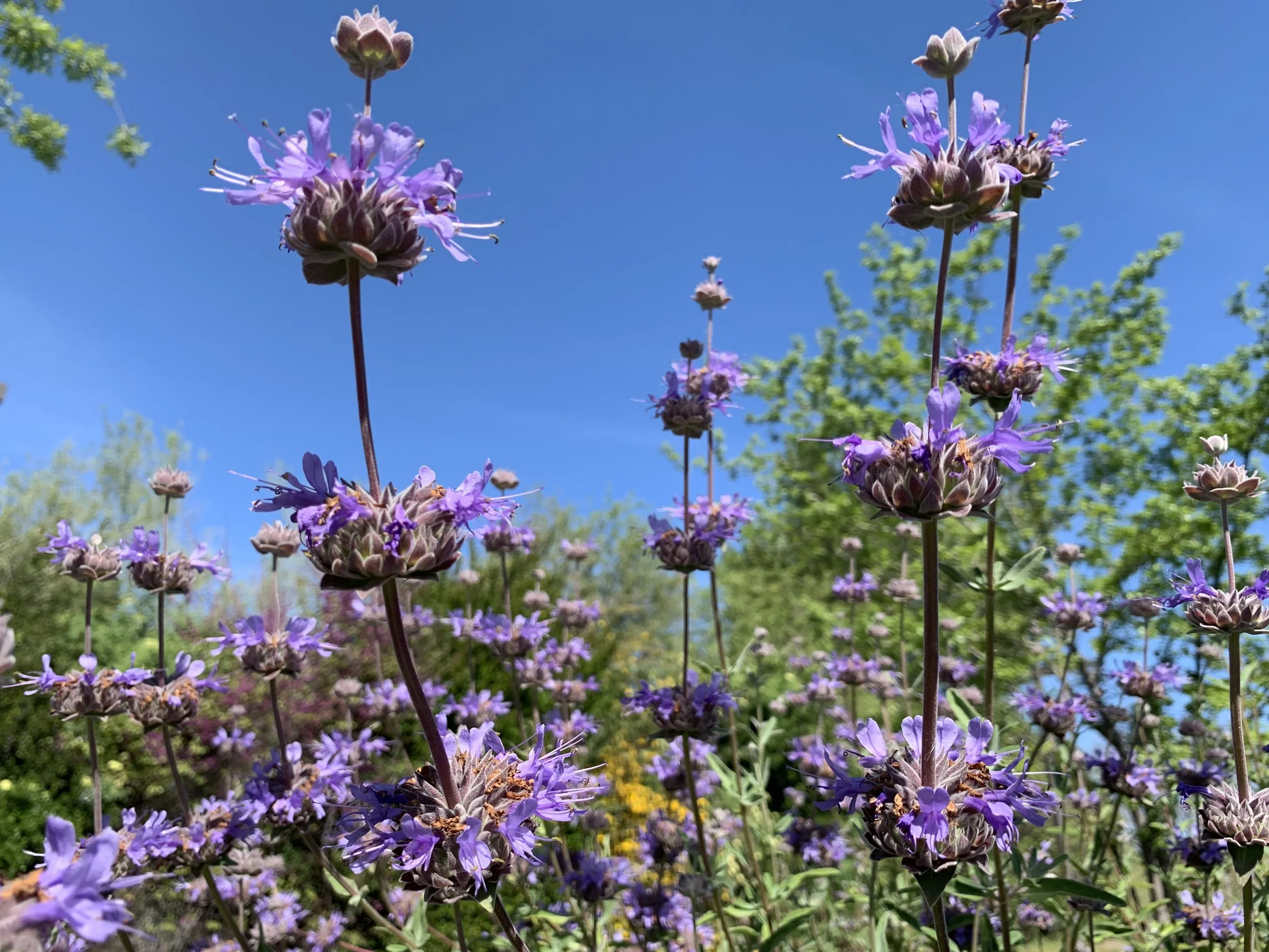 Beginner’s Bird and Plant ID Walk at Lake Cunningham - San Jose 