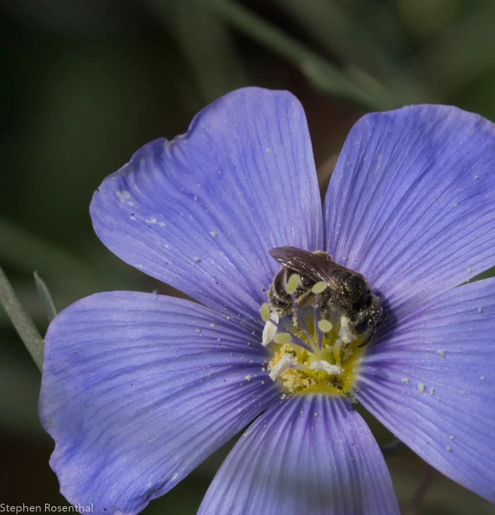 Gardening for Pollinators- A Walk and Talk - San Jose