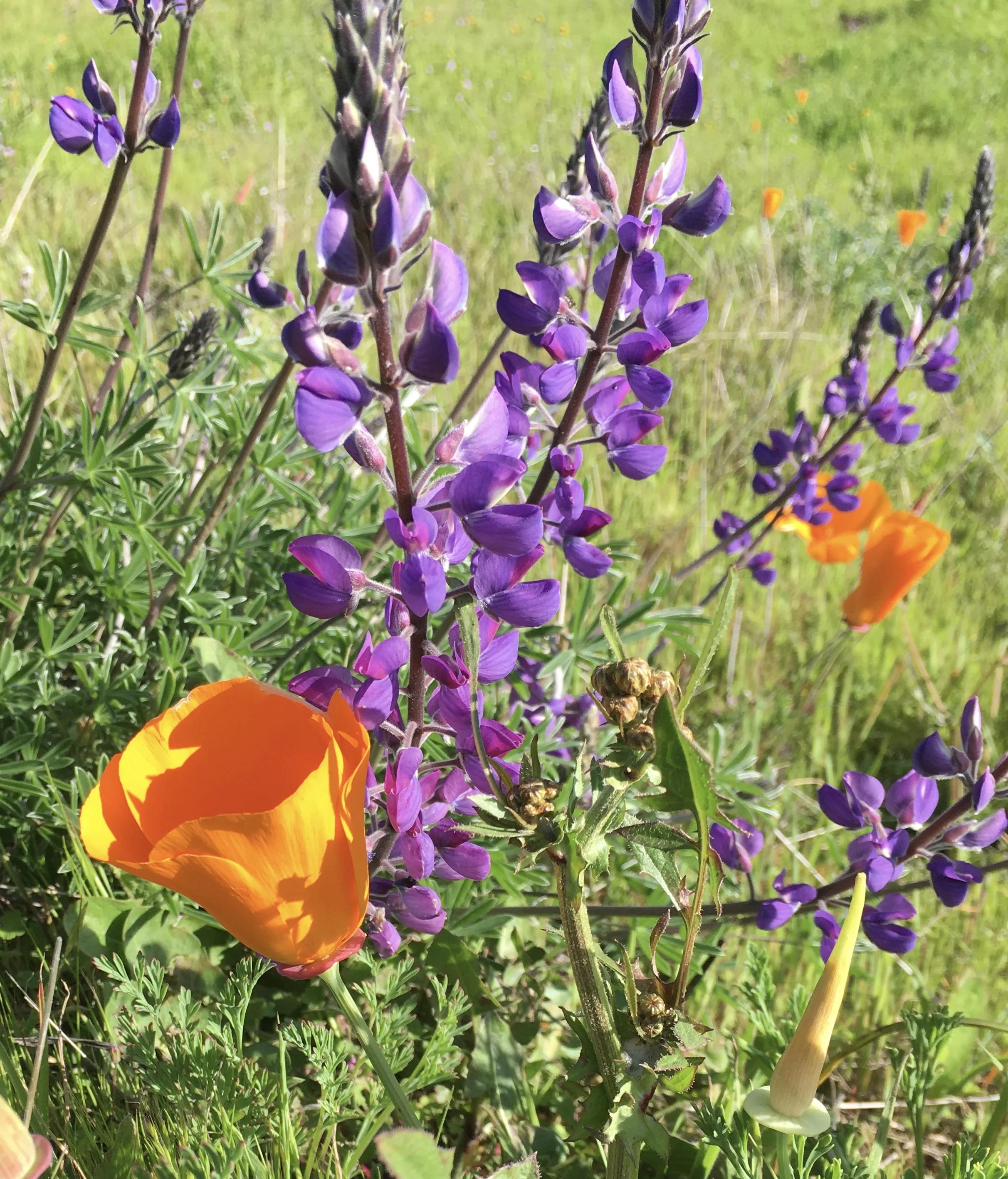 Garden Wisely to Help Global Cooling - Mountain View