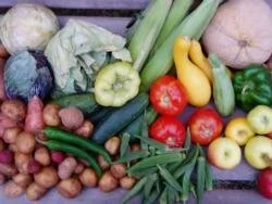Sustainable Vegetable Gardening - Sunnyvale