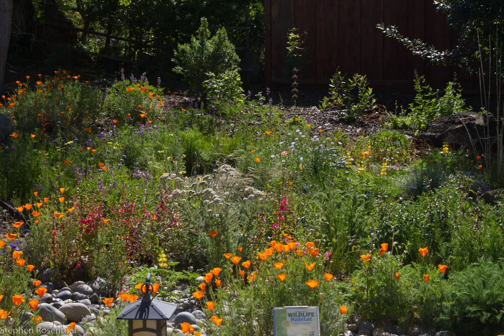 Drought Tolerant Shrubs that are Beneficial to Nature - Online