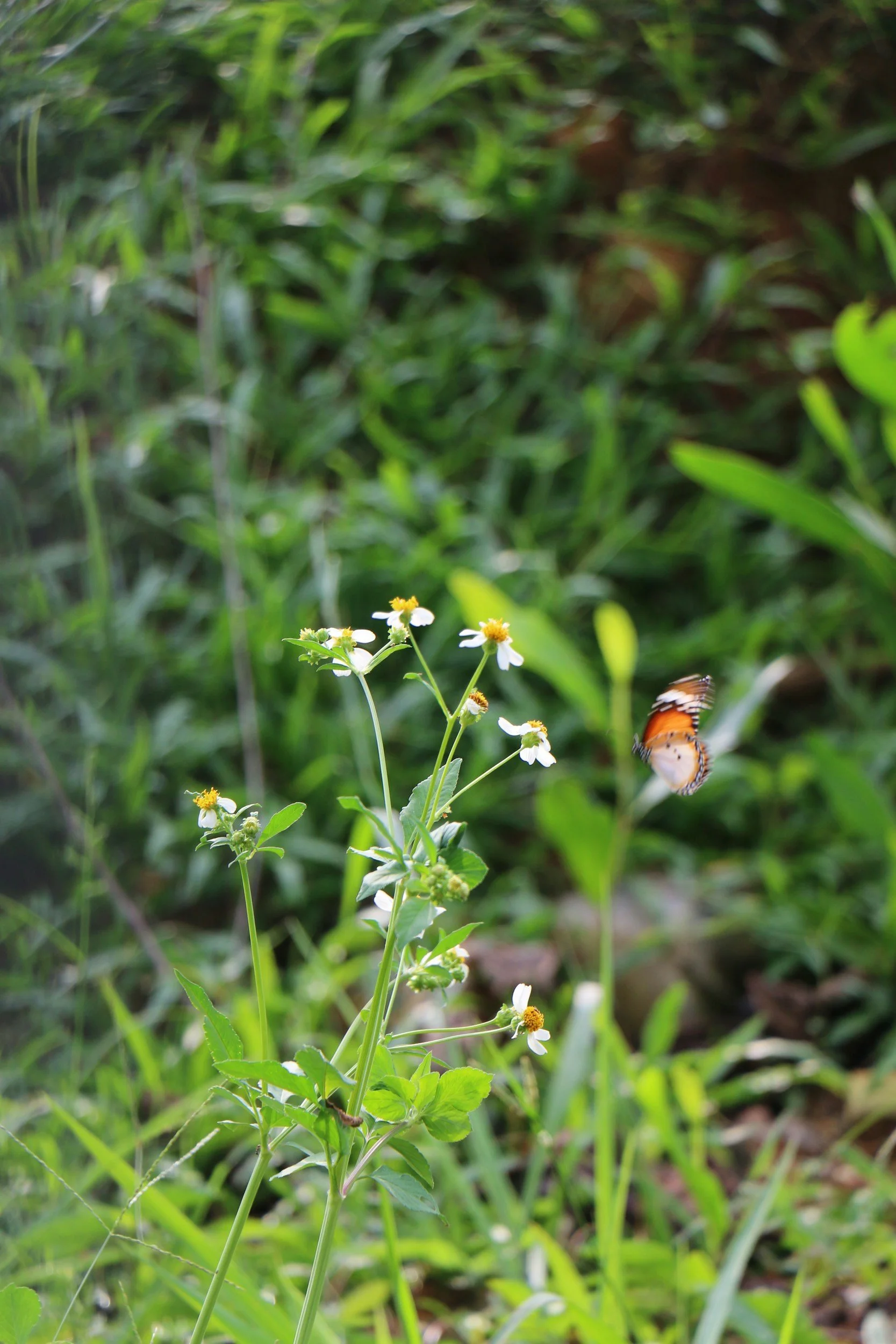 PADG Open Garden Saturdays - Palo Alto
