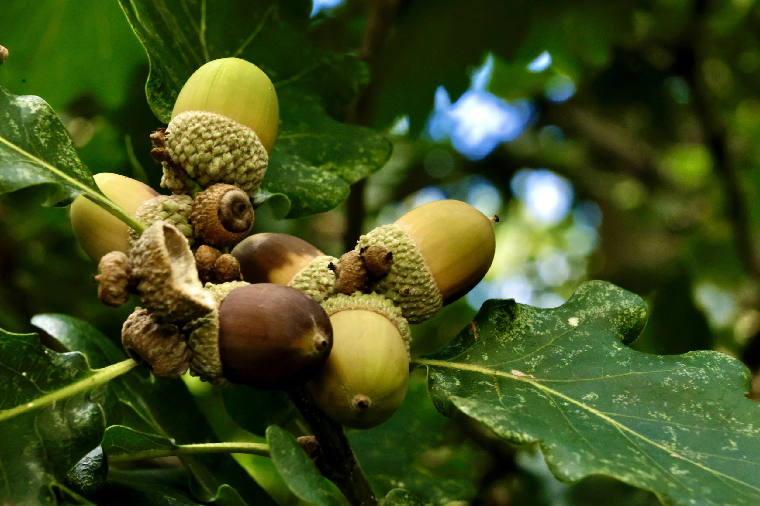 Oak Propagation