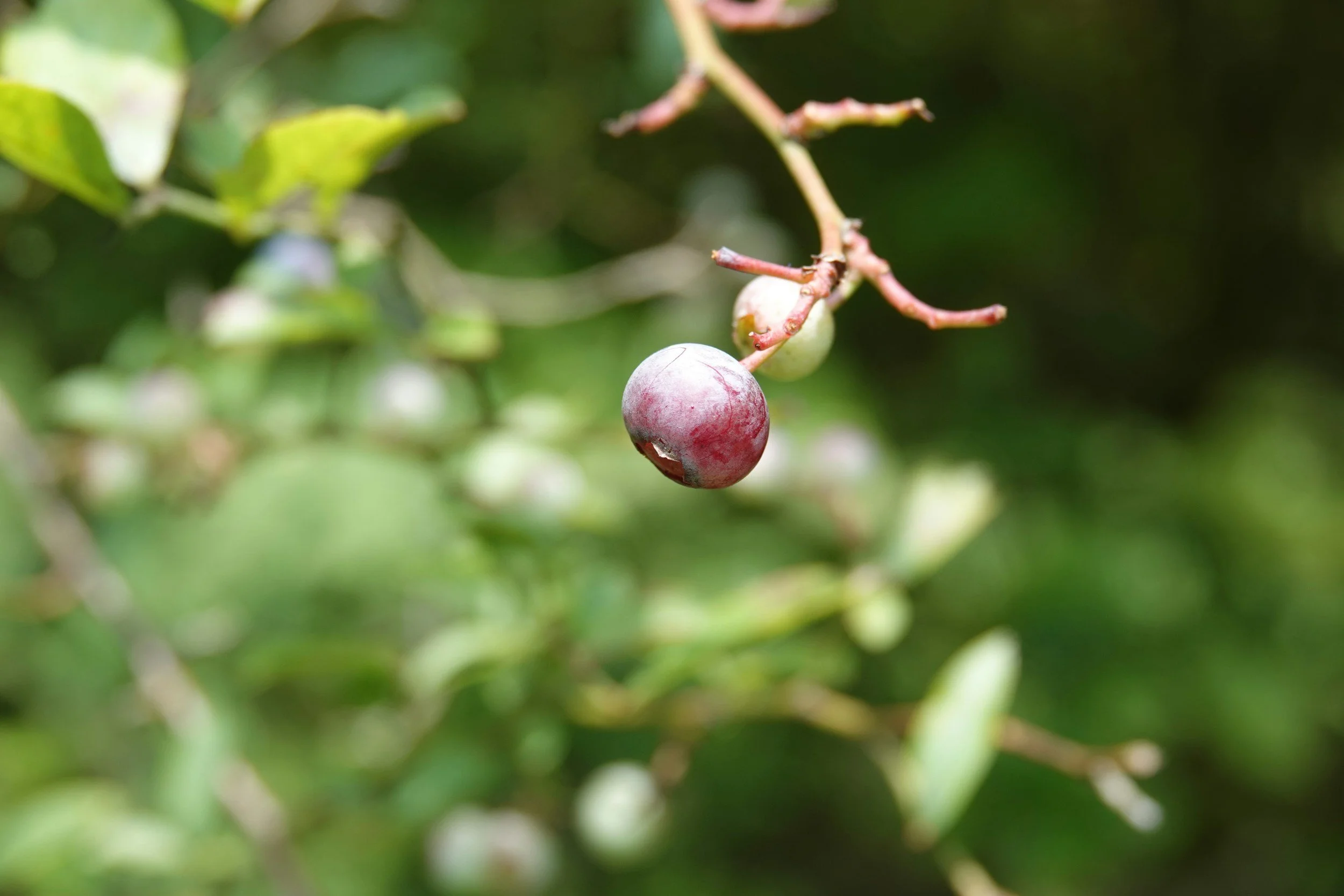Dreaming of Fresh Fruit from Your Own Back Yard?