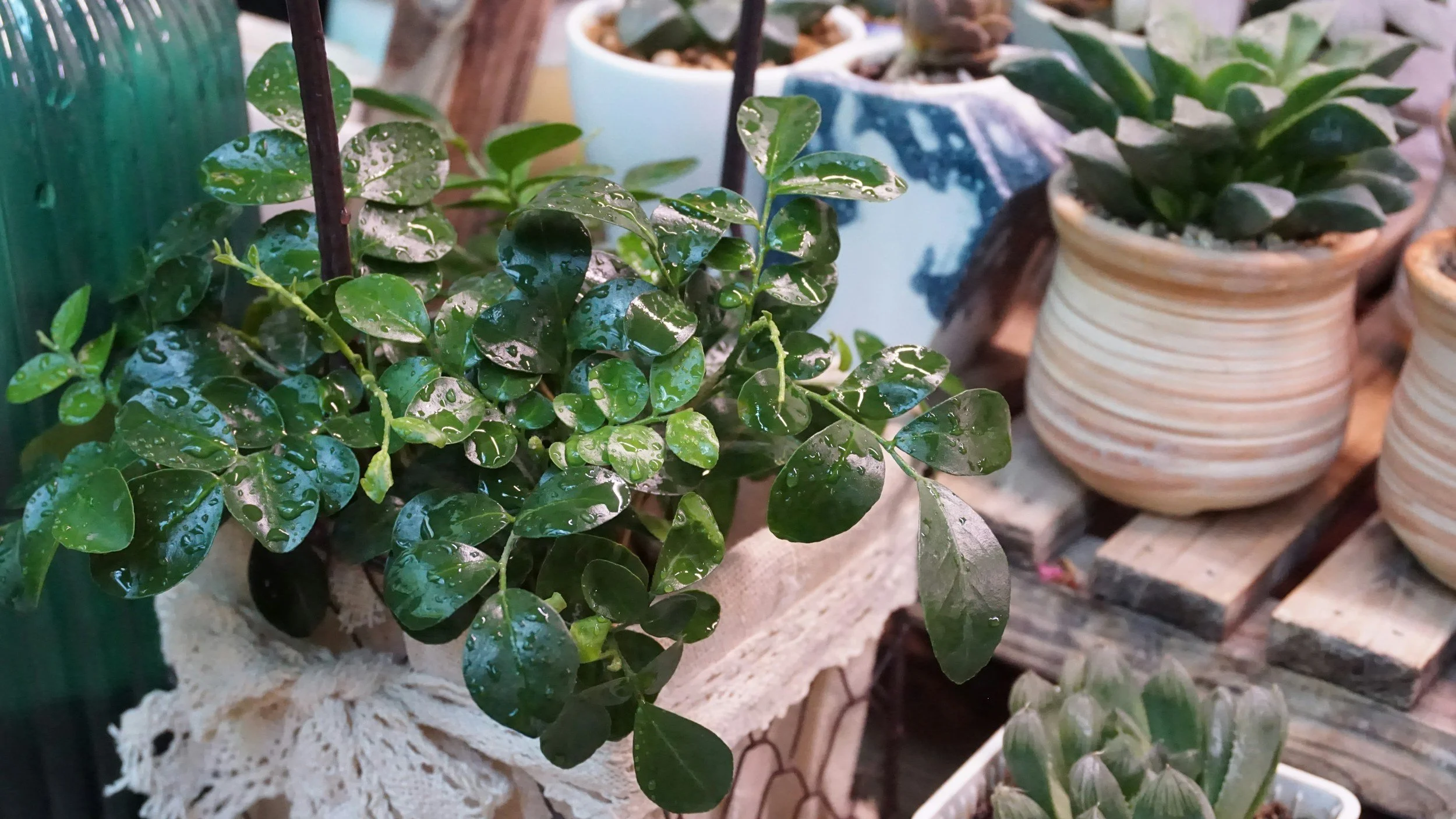 MCP Last minute Holiday Succulent Sale