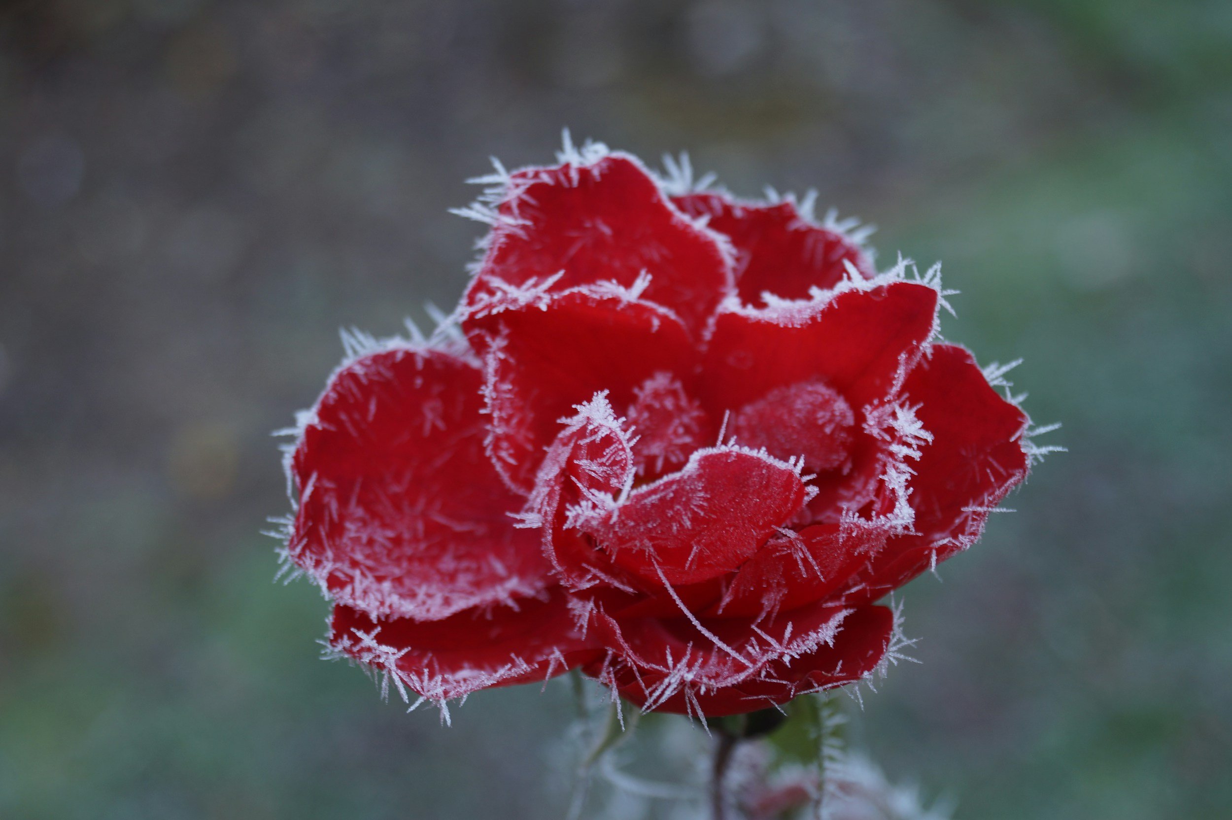 Winter Care for Roses