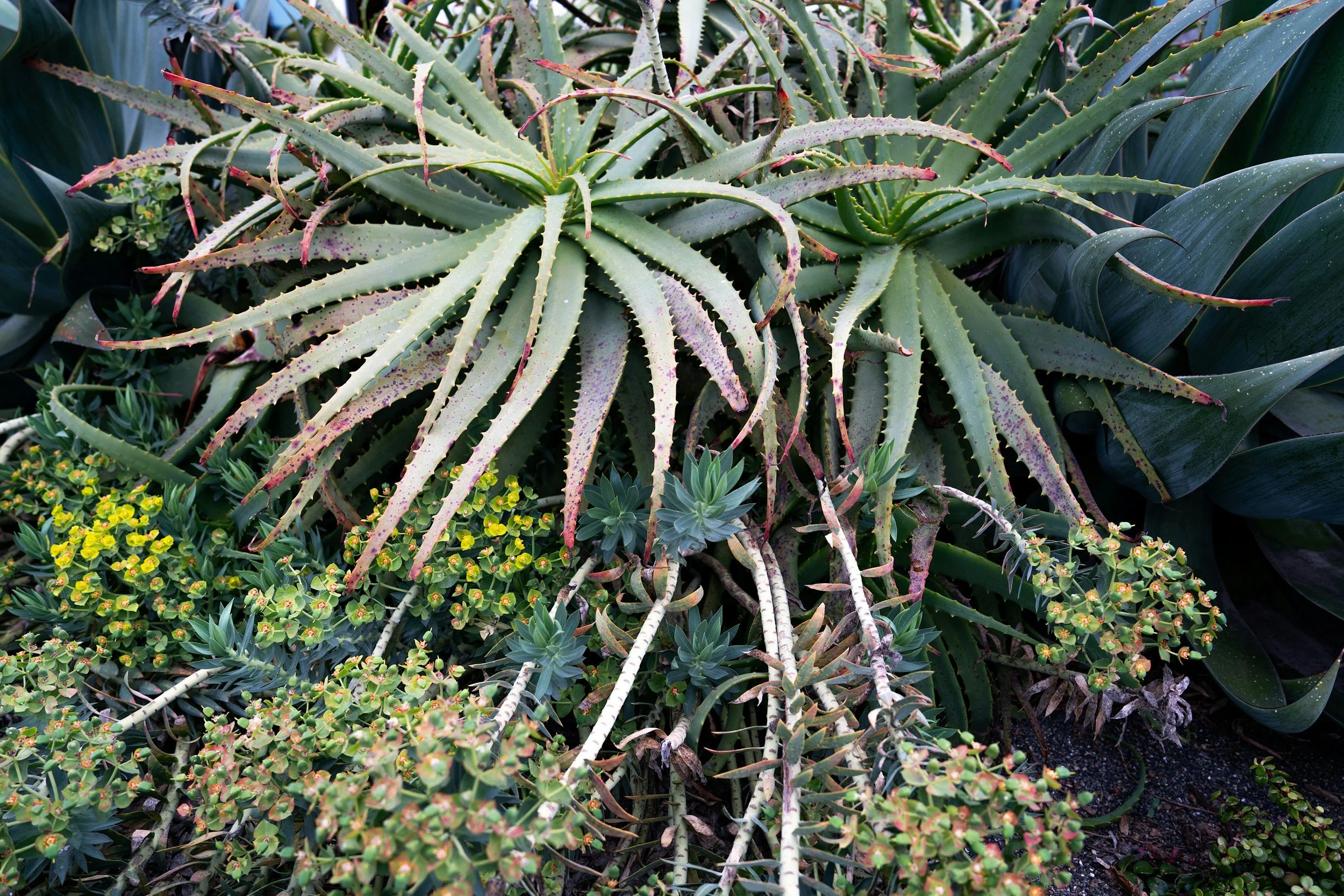 Seed and Cutting Exchange + Plant Sale Pickup