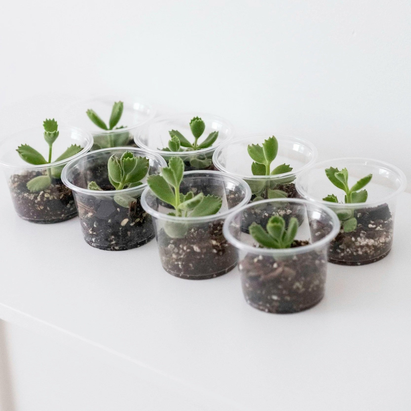 CNPS Online Plant Sale