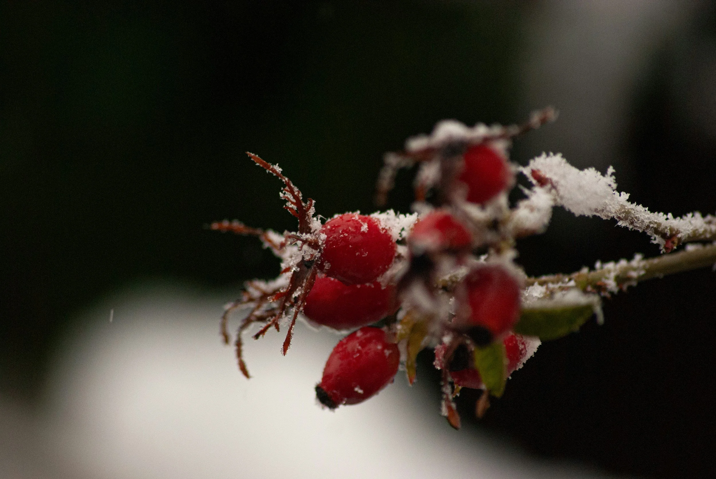 MCP Winter Fruit Tree Pruning