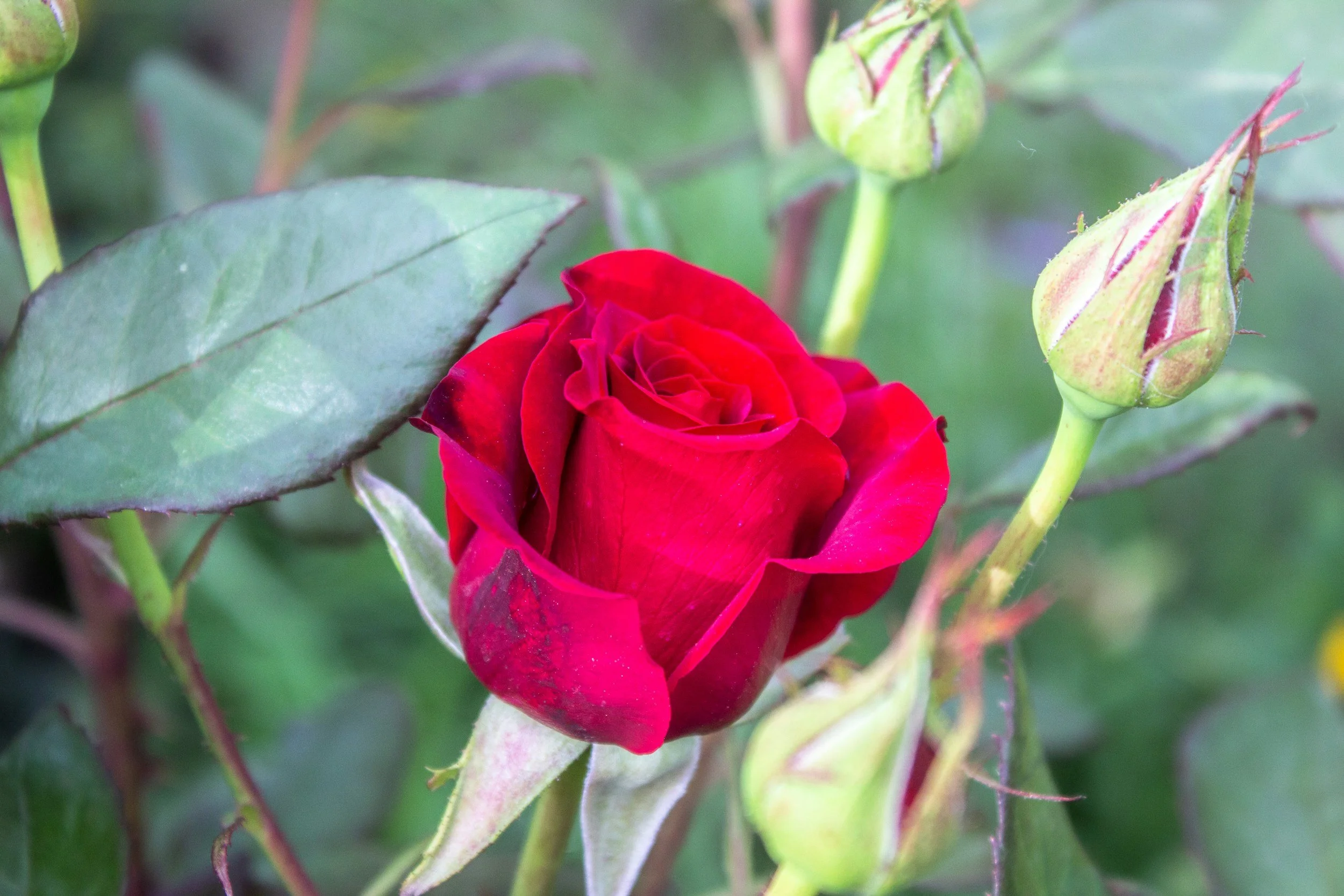 Roses : Fall and Winter Care and Pruning
