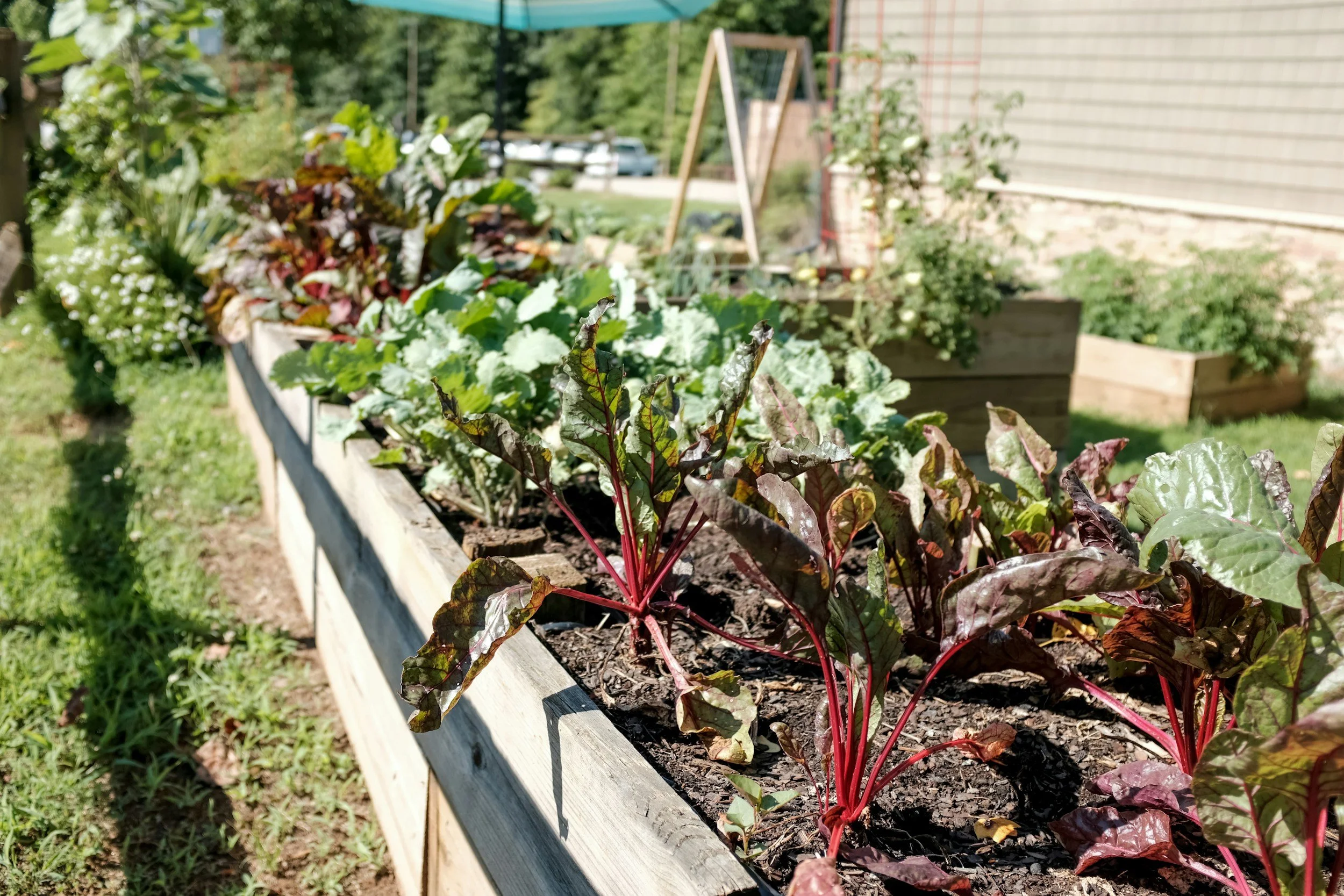 Sustainable Vegetable Gardening