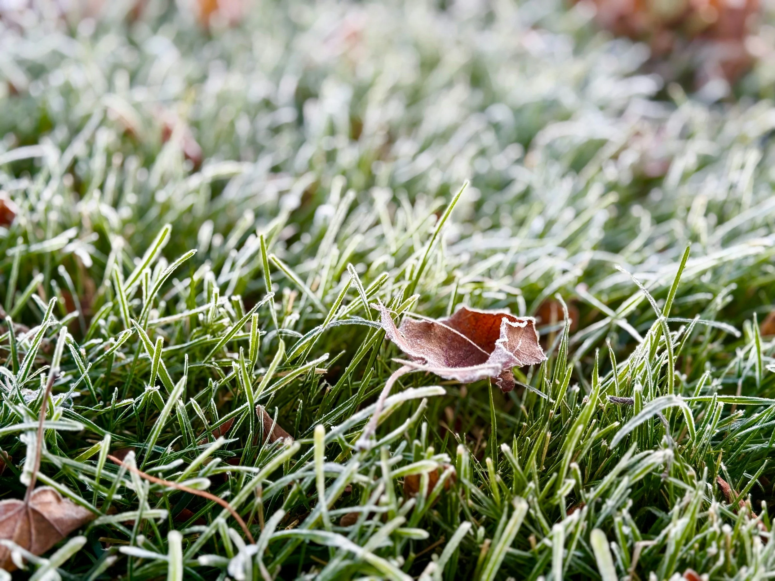 DIY Lawn Conversion Workshop