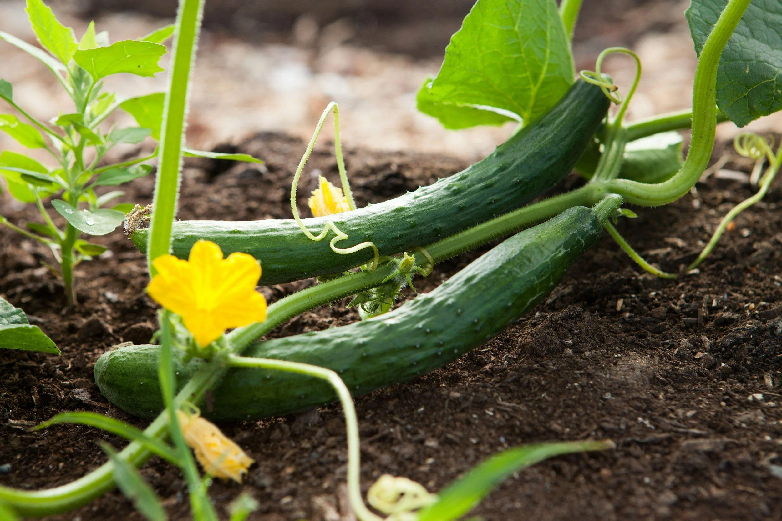 Growing Favorite Summer Vegetables from Seed - Palo Alto