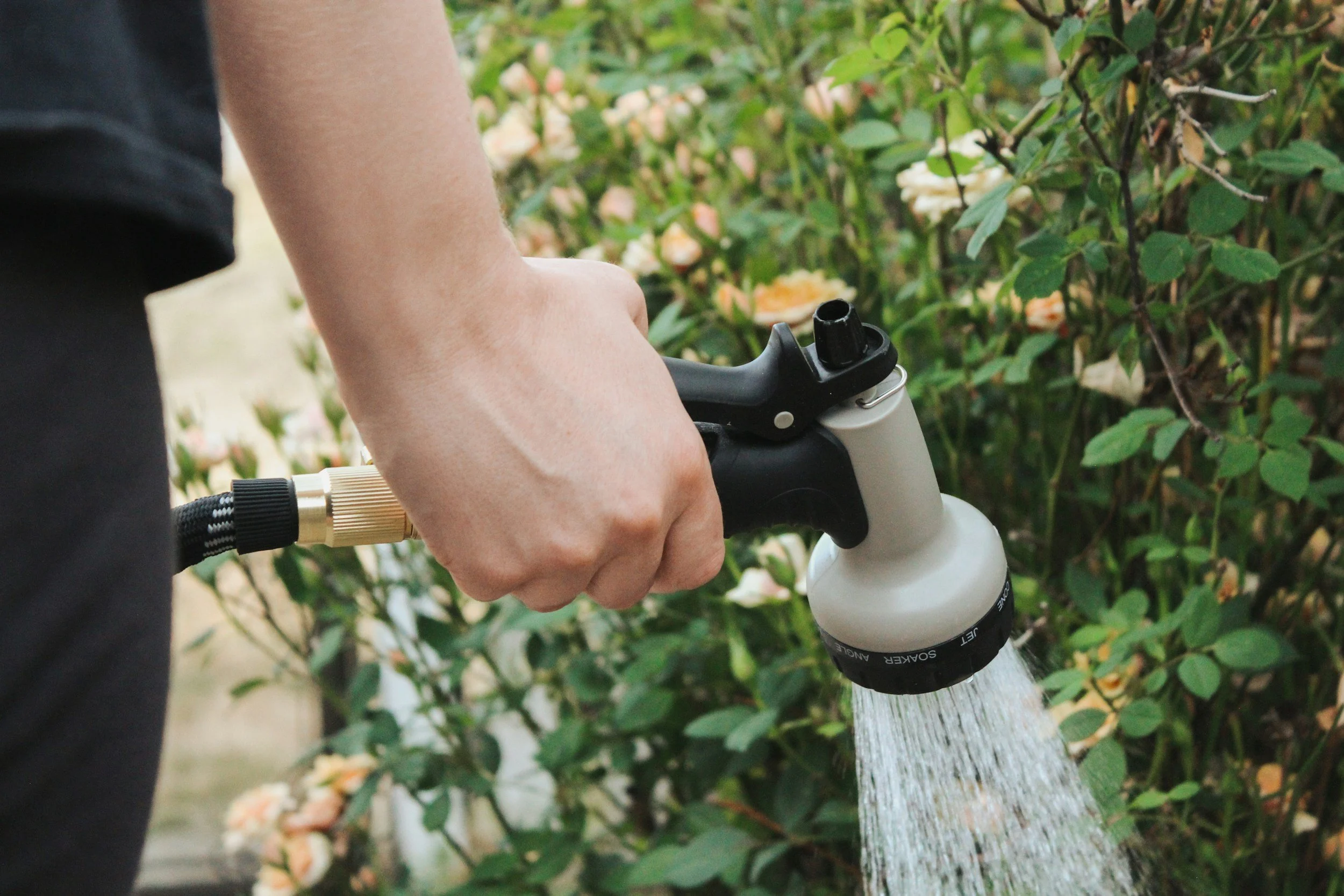 Summer Watering Strategies