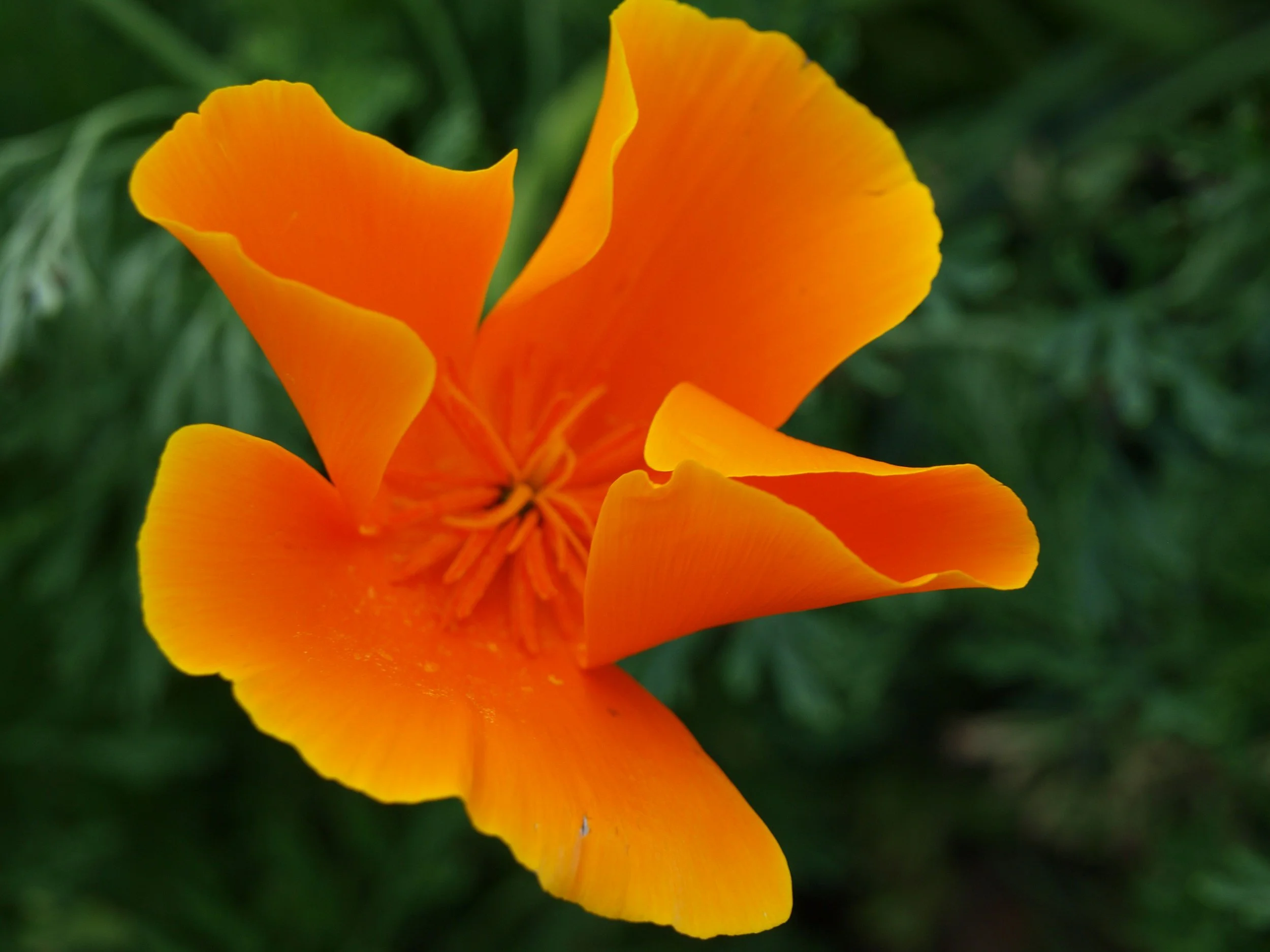 Water Wise and Native Plants