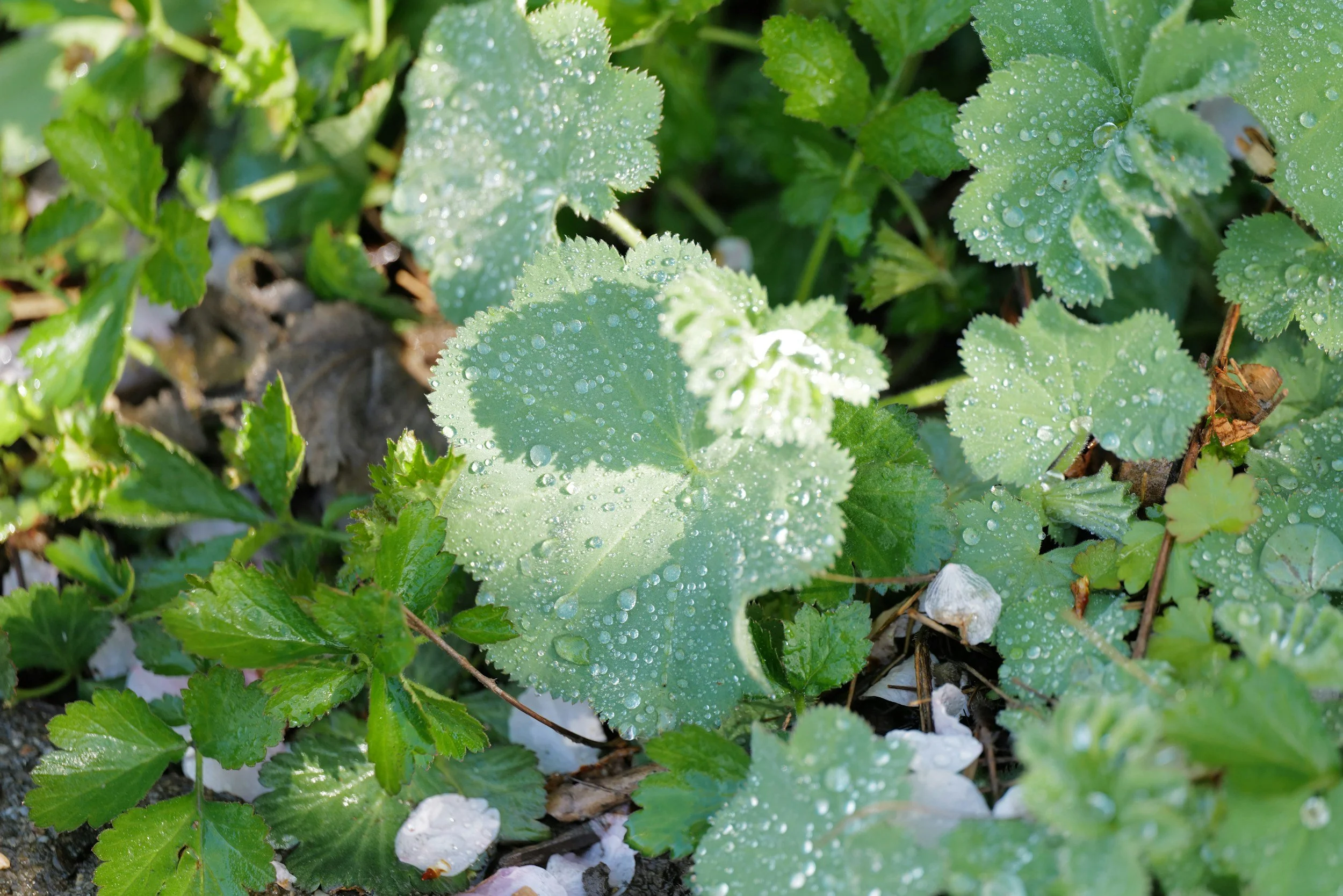 Harvesting Rainwater and Building a Rain Garden