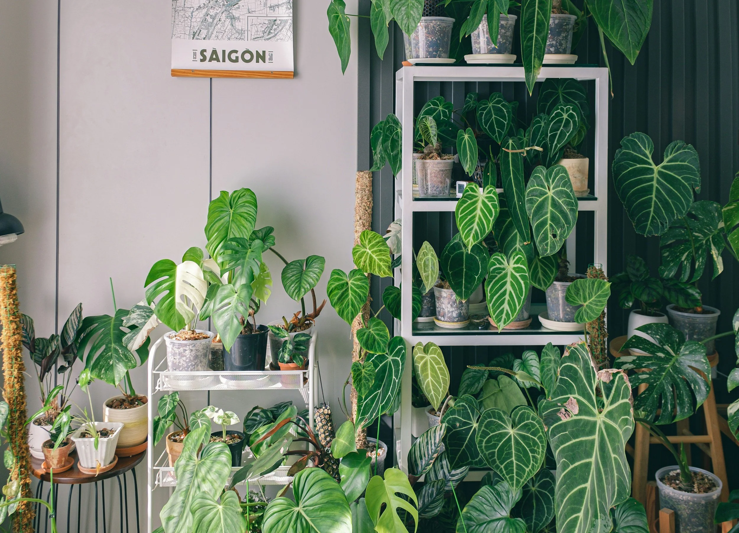 Plant Clinic Online