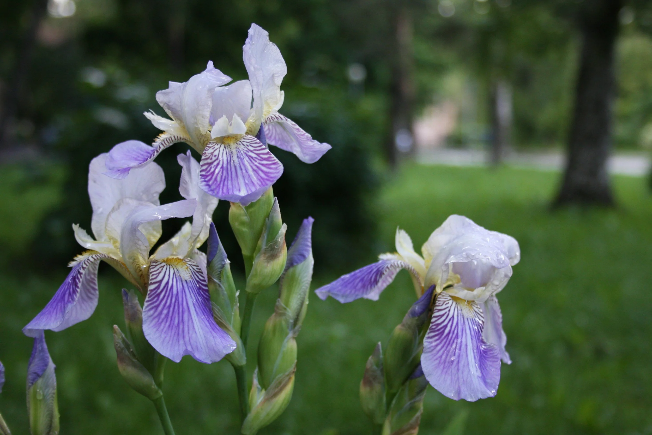 MCP Summer Iris Dividing and Care