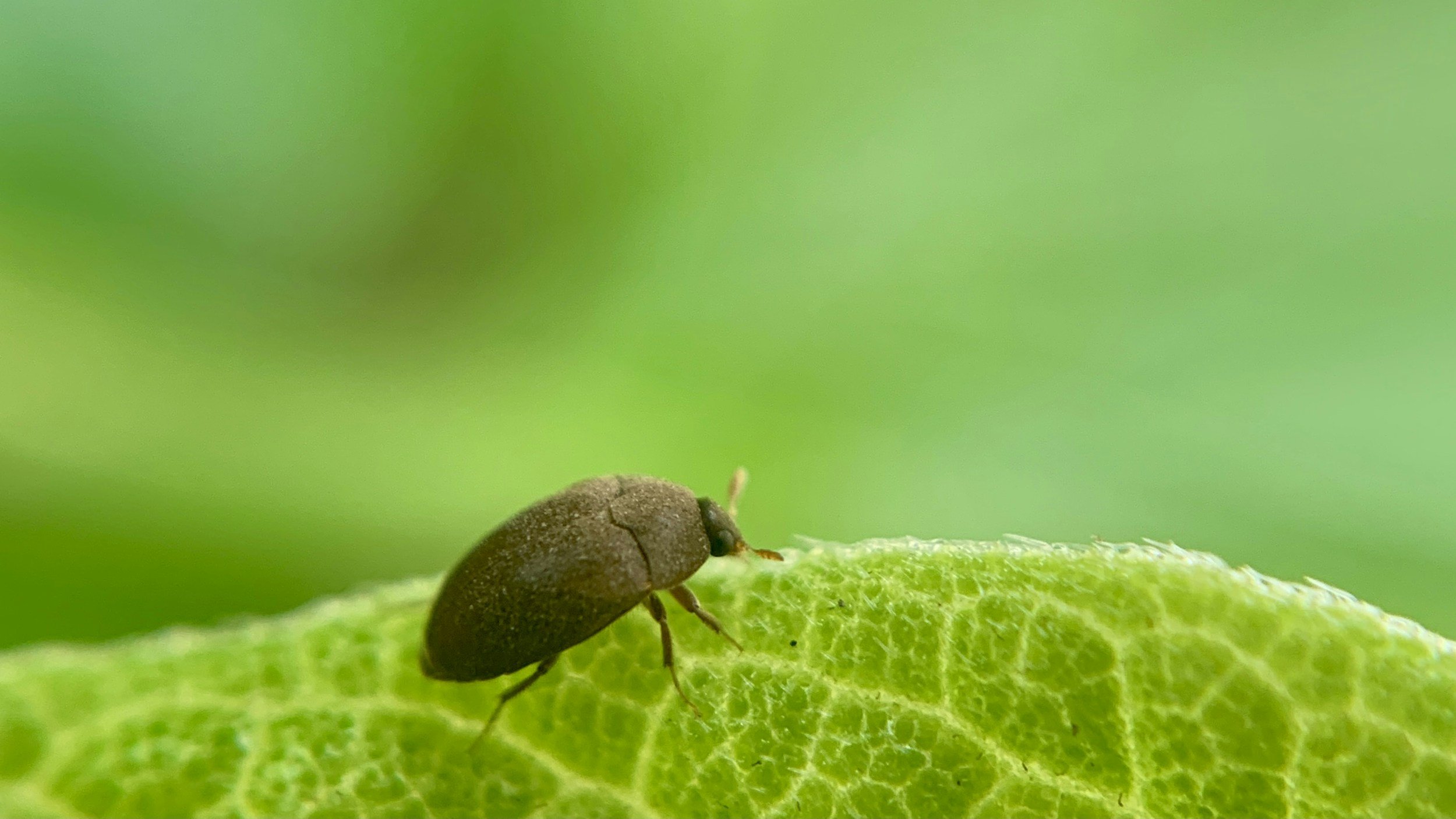 Preventing Vertebrate Pests From Eating Your Garden