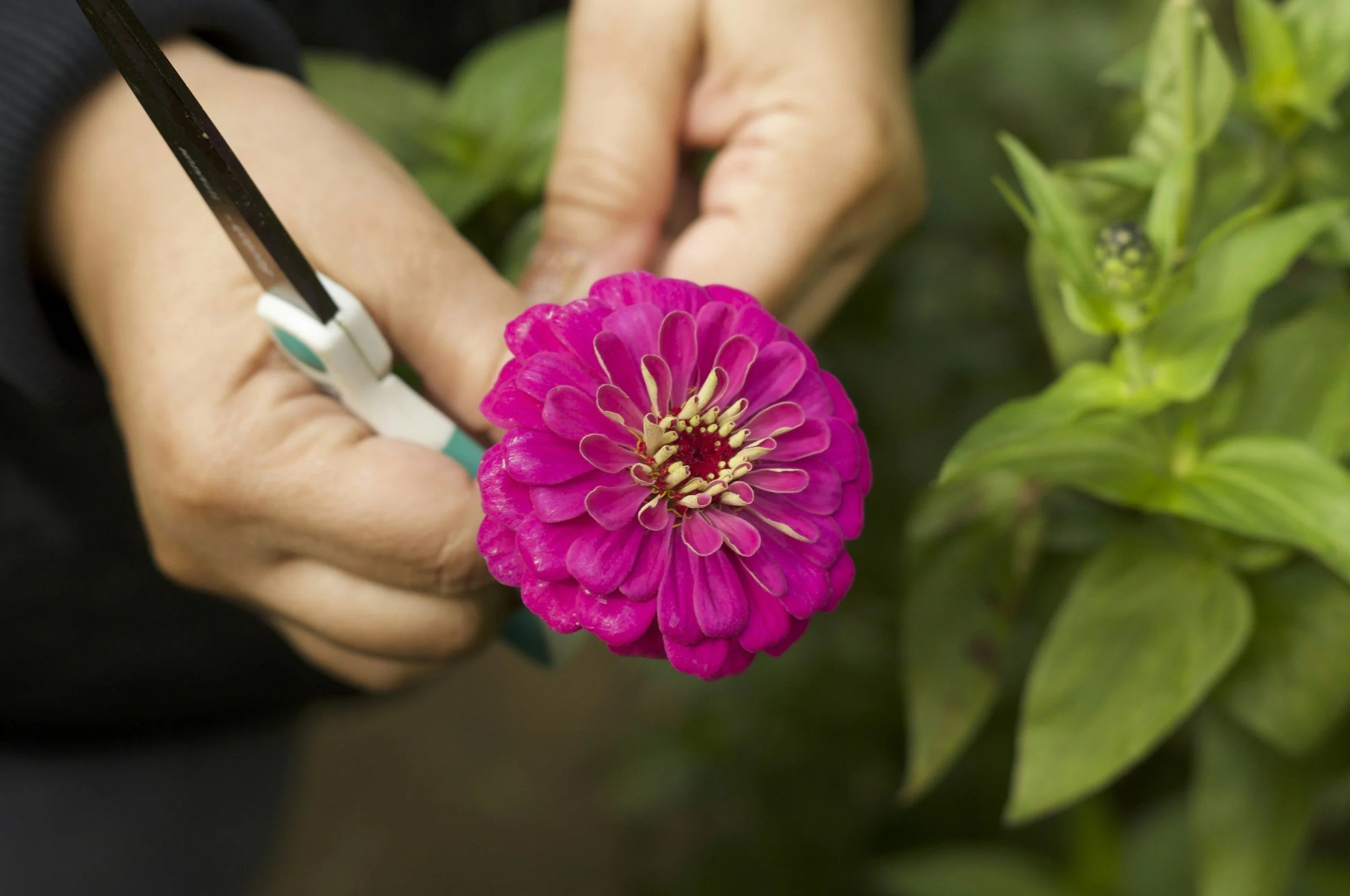 MCP August Flower Cutting and Arranging Workshop