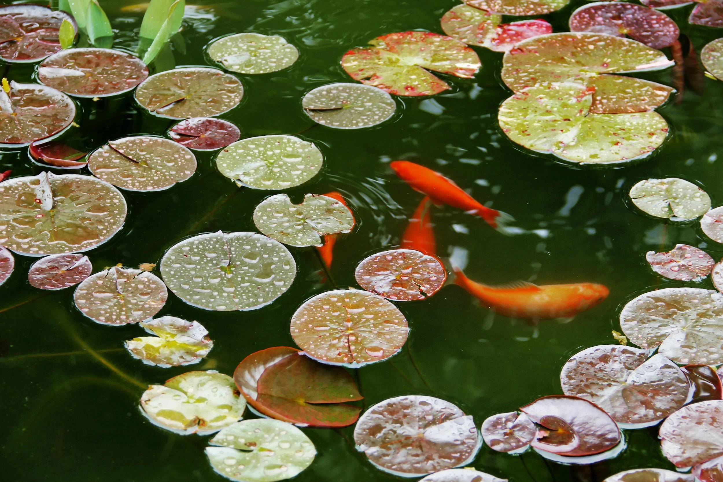 Aquaponics: Growing Fish and Food in Harmony