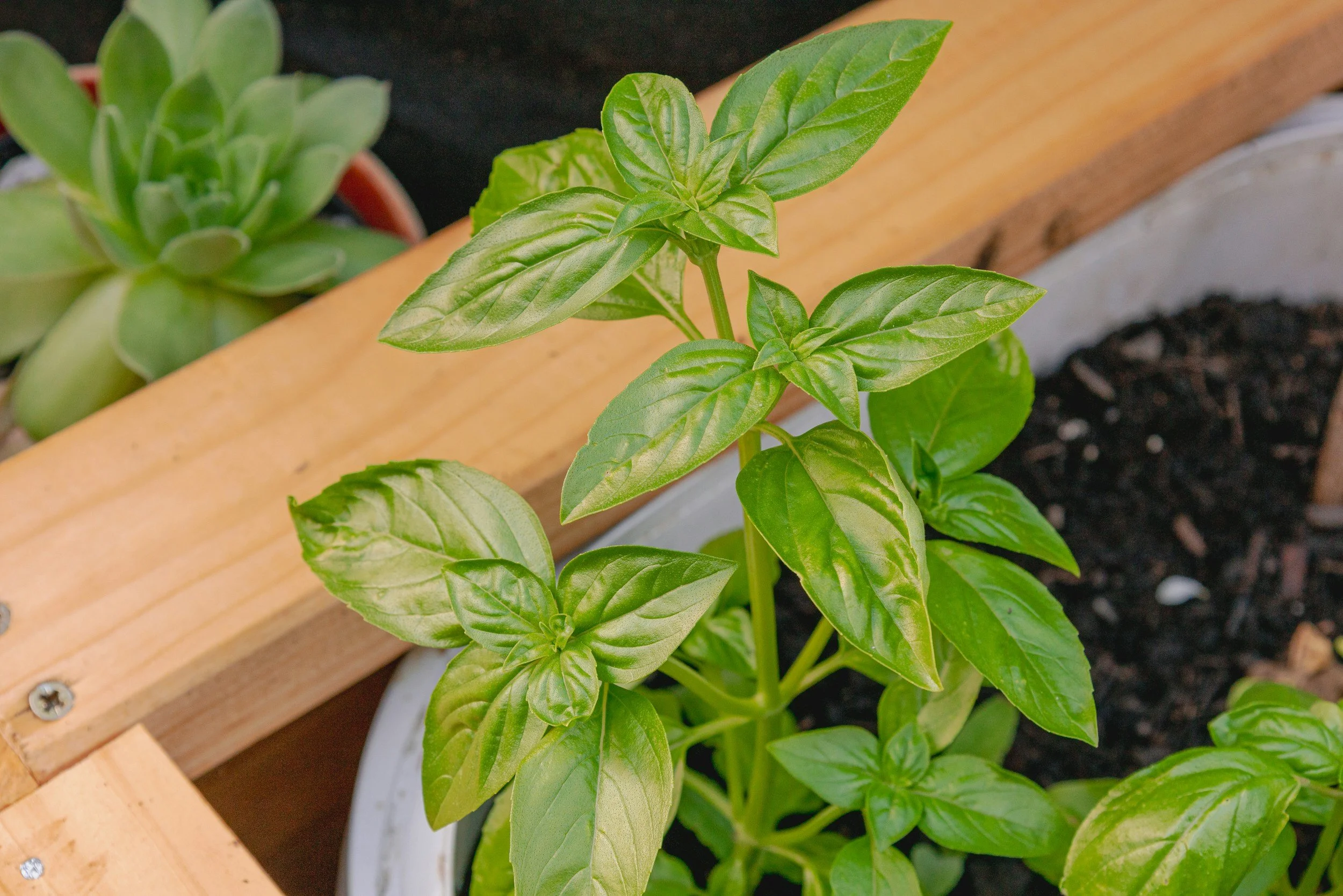 Container Gardening for All Reasons