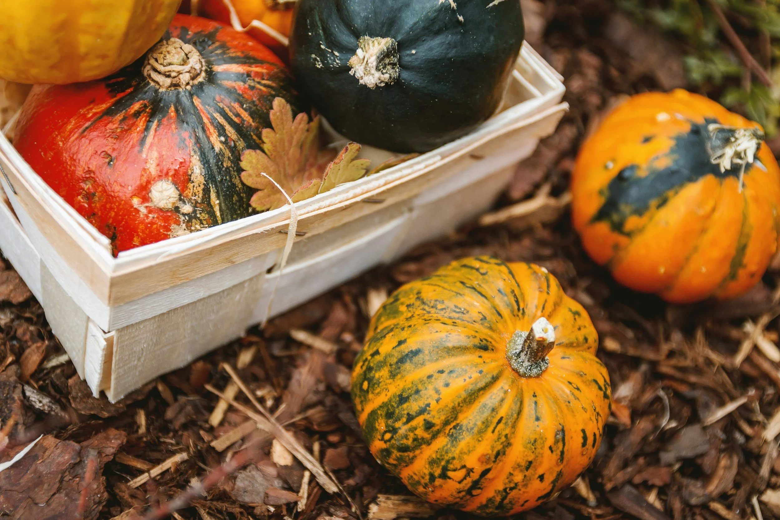 Martial Cottle Park Fall Garden Fair
