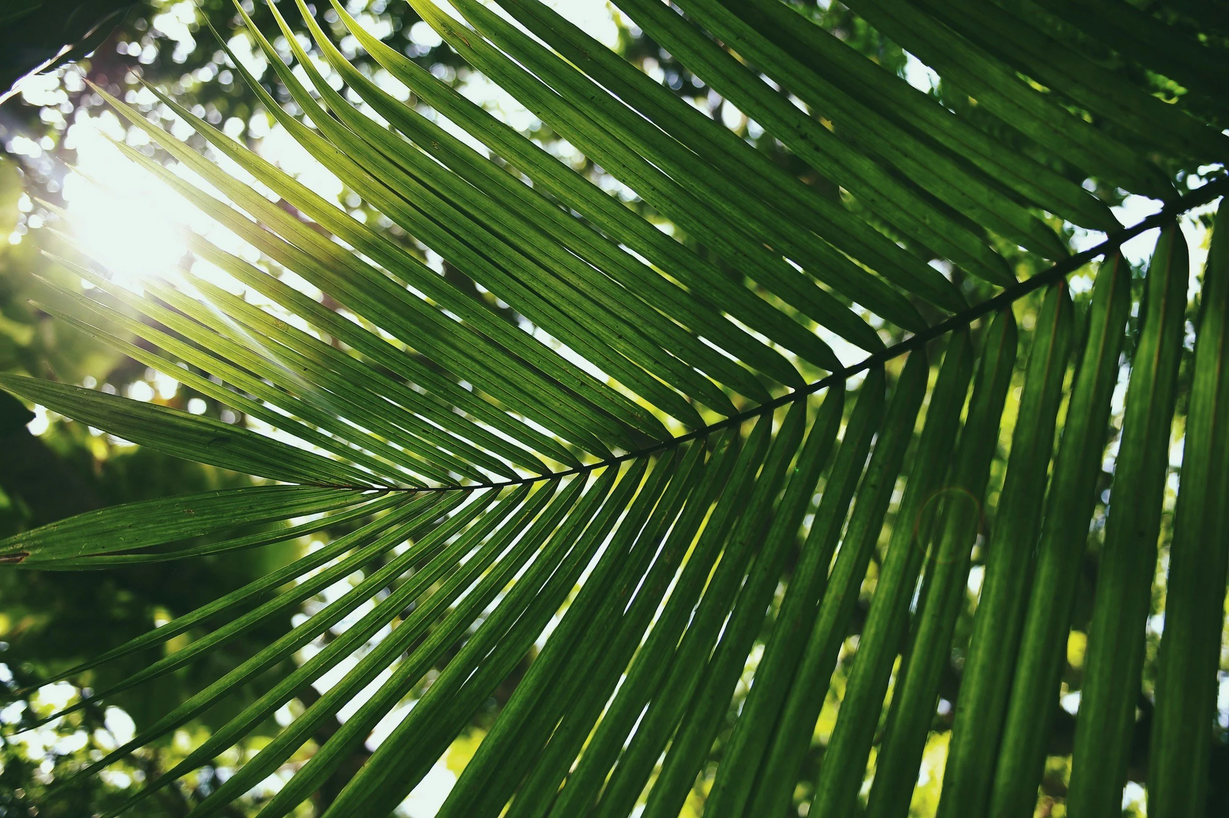 Pests on Palms and Other Trees