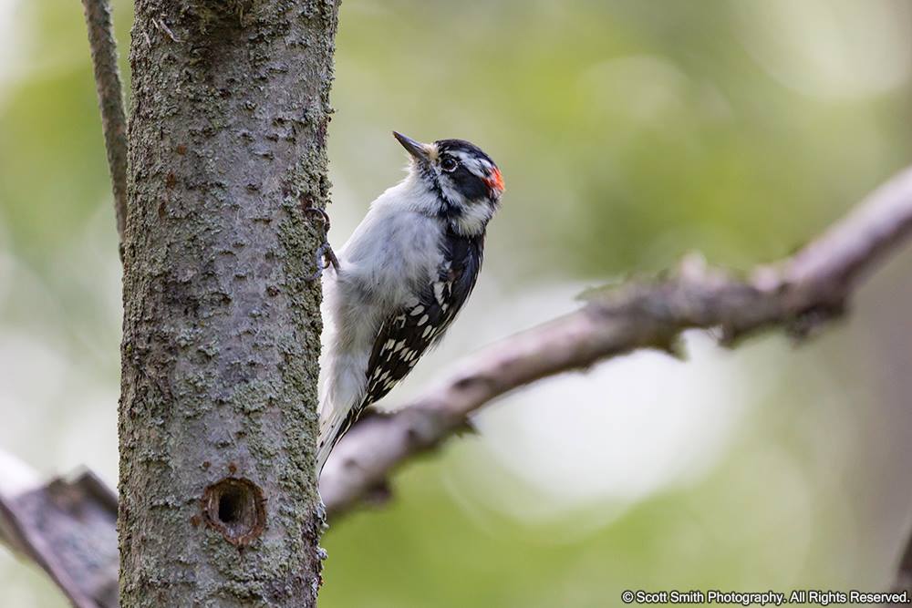 Downy-Woodpecker.jpg