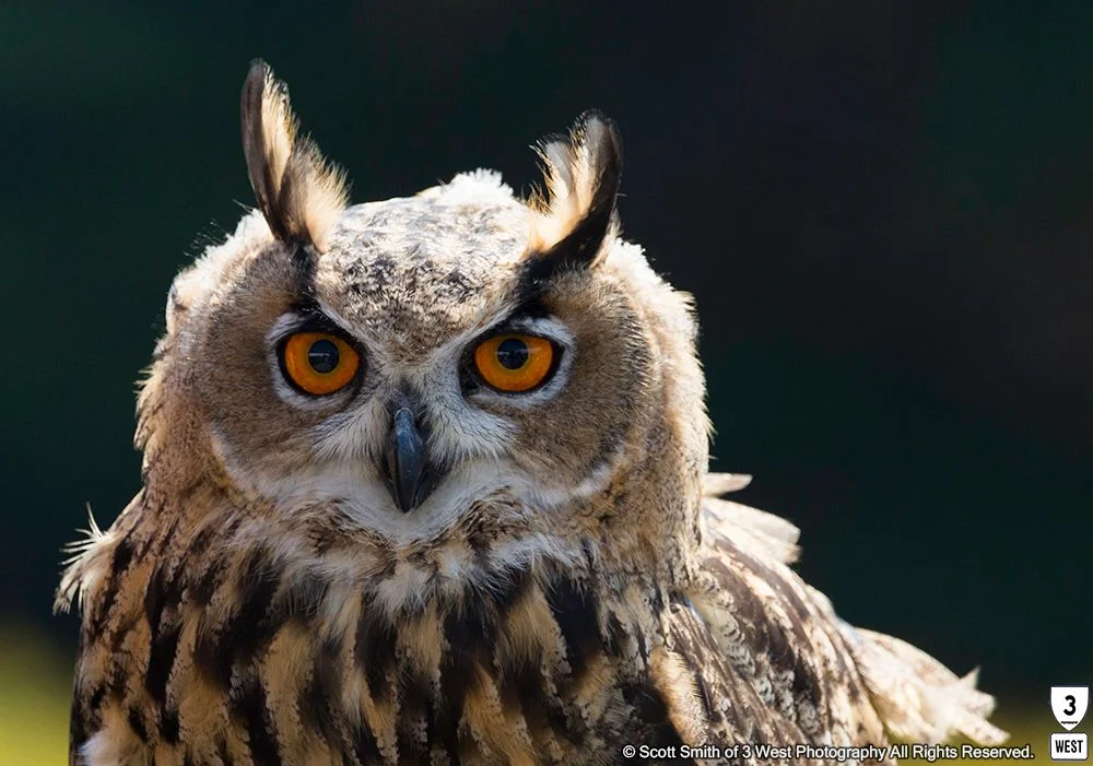 Eurasian-Eagle-Owl.jpg