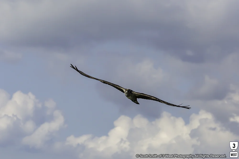 Osprey-in-flight.jpg