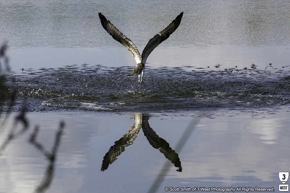 Osprey-with-reflection.jpg