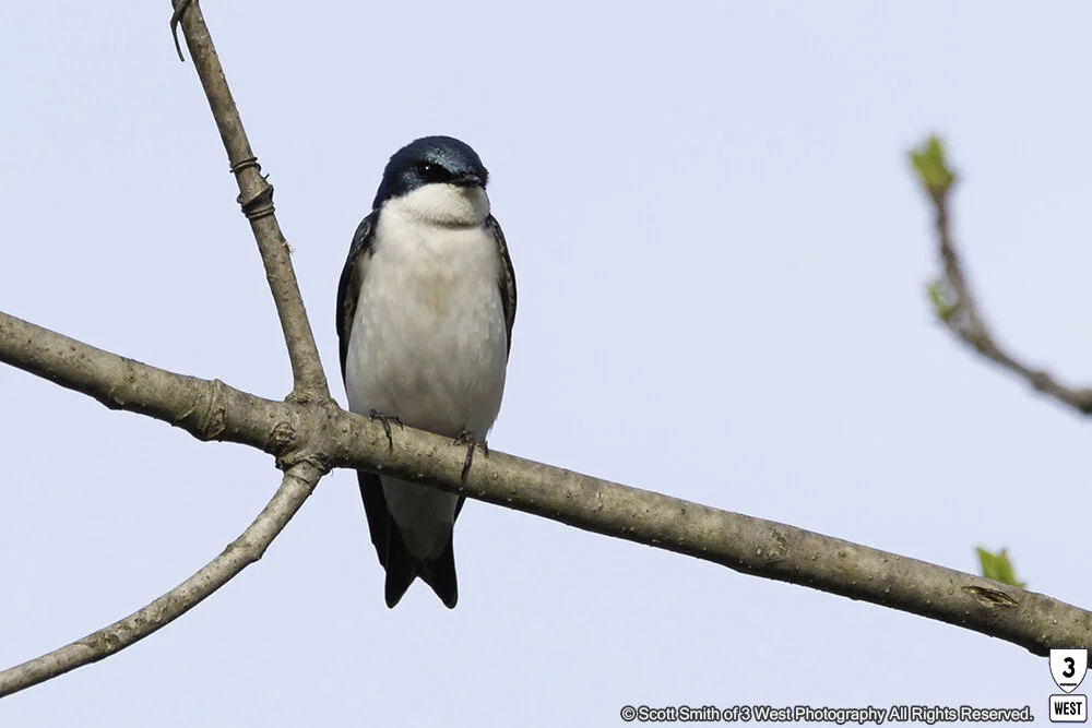 Tree-Swallow.jpg