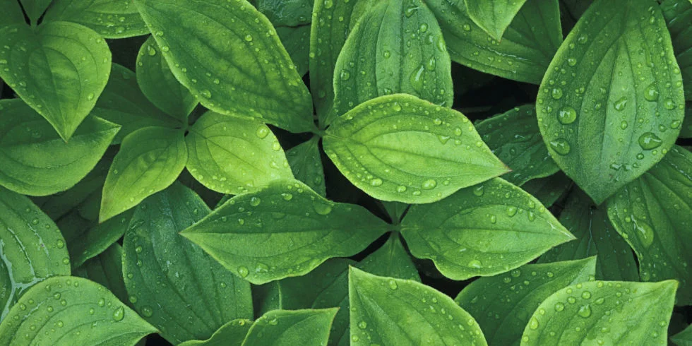 Native Plant Display Garden: A Restoration Project