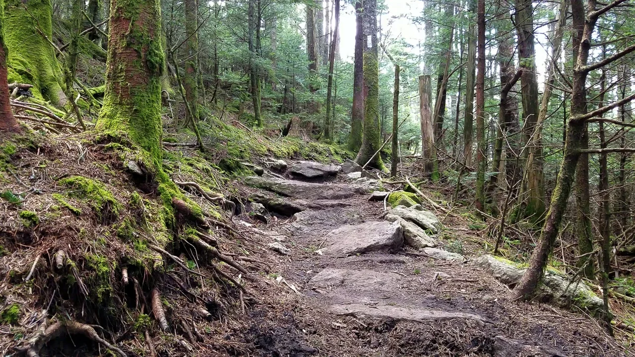 roan highland section of the Appalachian Trail