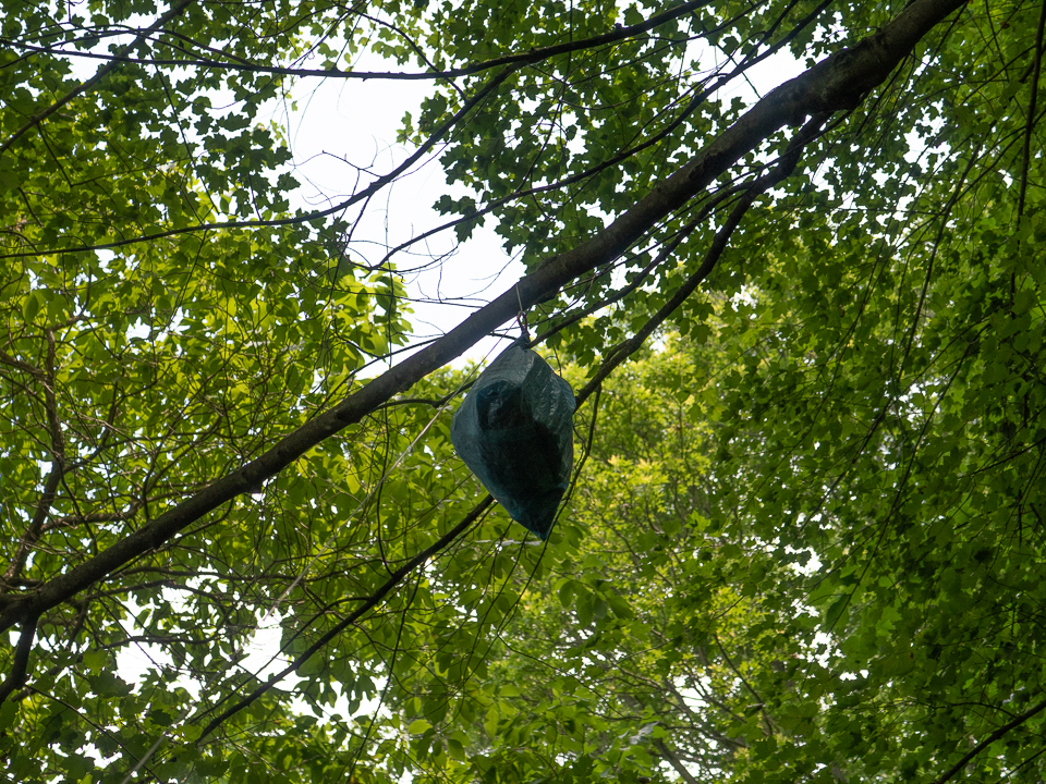 How to Hang a Bear Bag The Right Way — Into the Backcountry