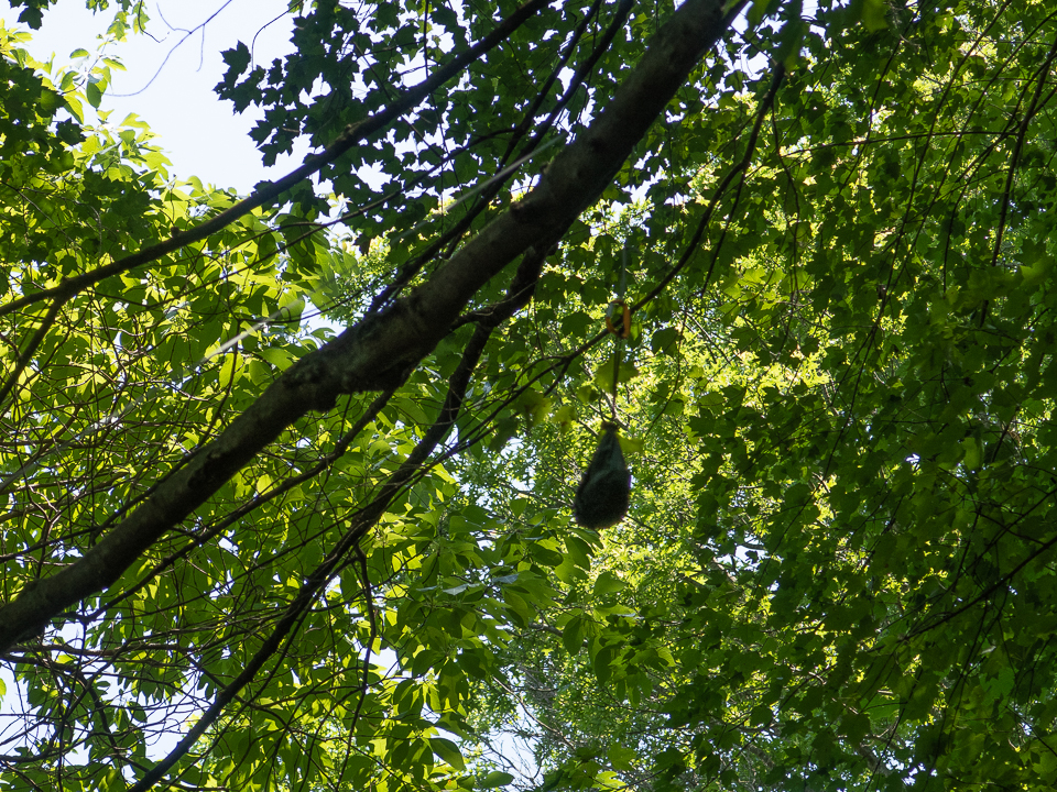 bear bag over branch (1 of 1).jpg