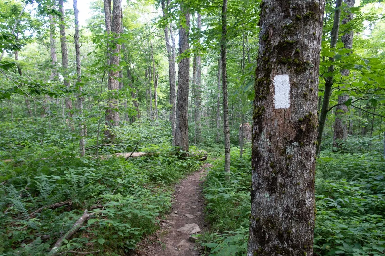 long trail vermont