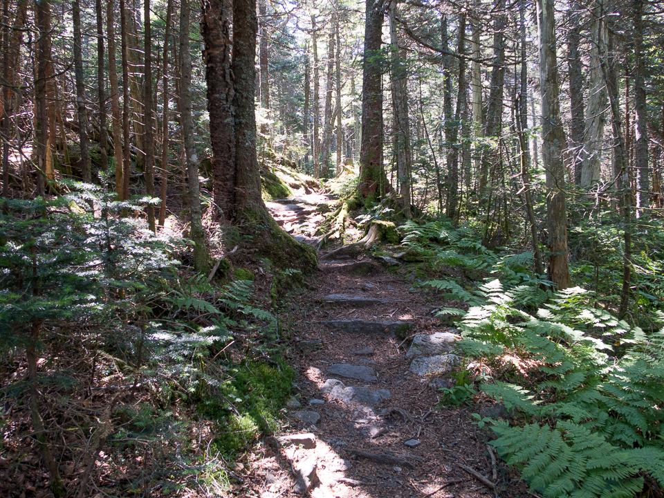 long trail pine forest (1 of 1).jpg