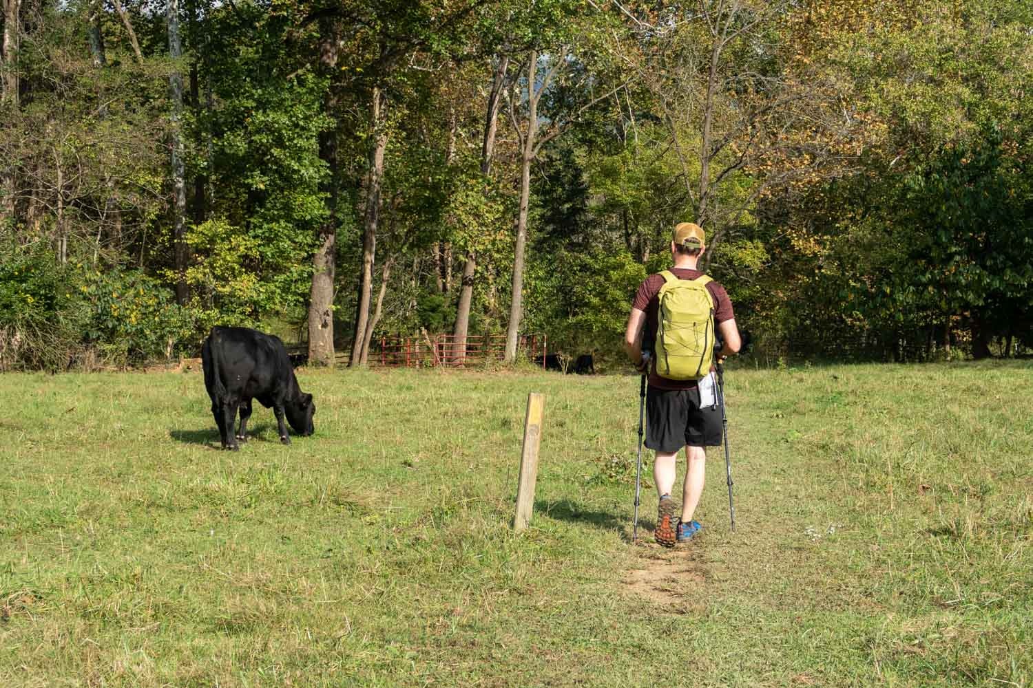 hiker and cow (1 of 1).jpg
