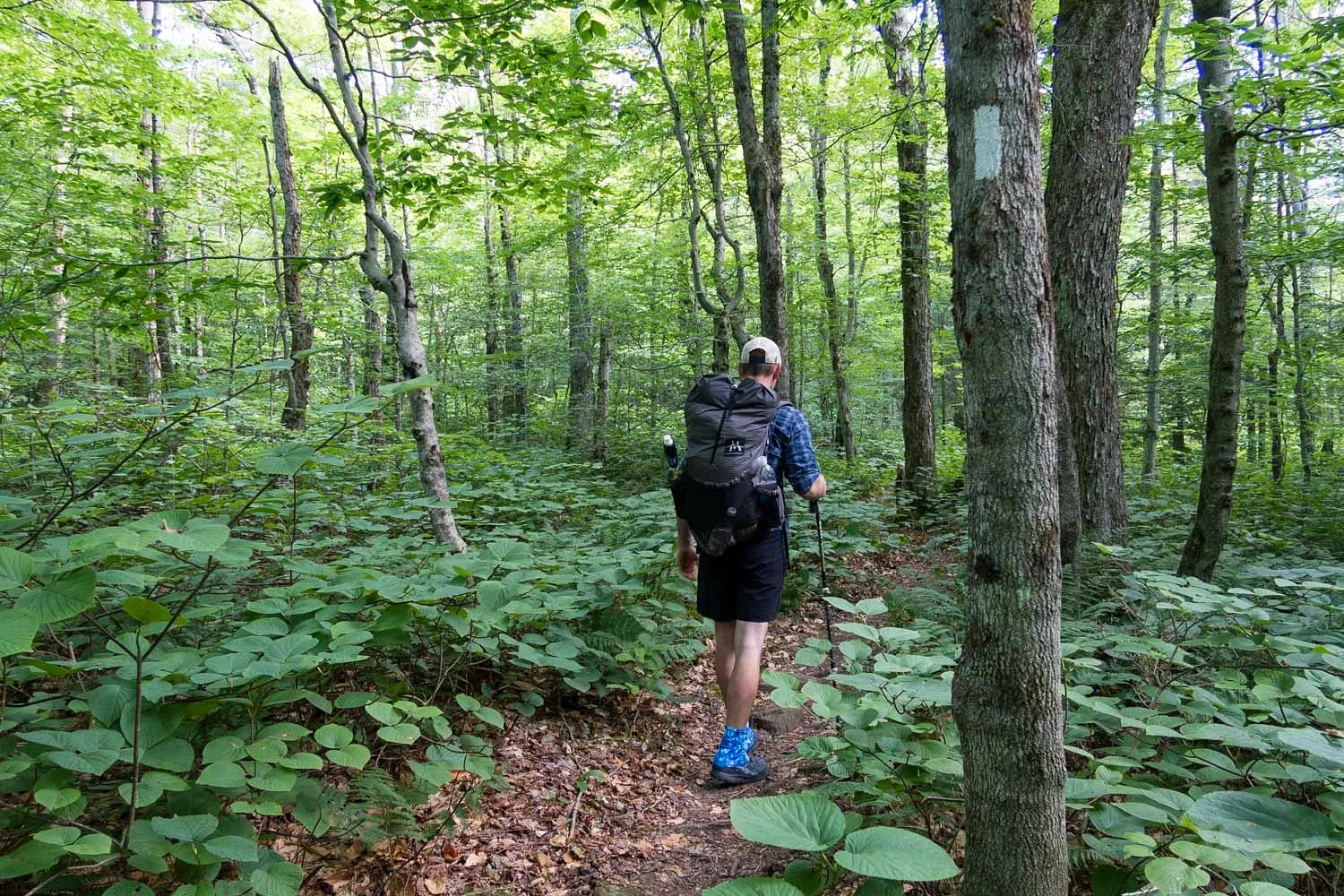 hiking in the woods.jpg