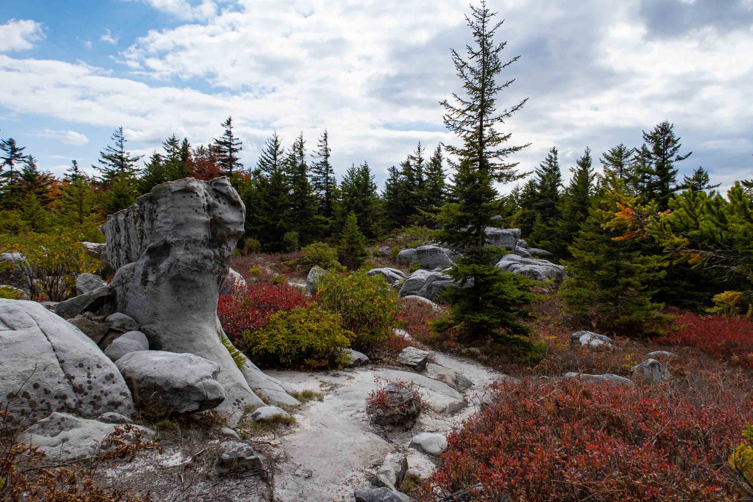Dolly Sods Wilderness Loop Backpacking Guide — Into the Backcountry - Dolly+SoDs+Rocky+Terrain