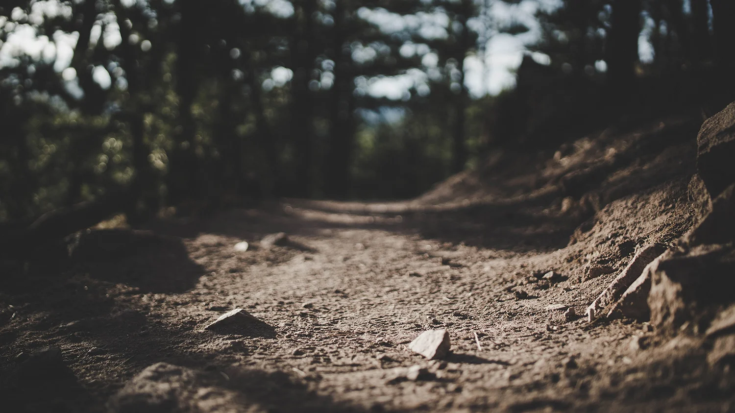 Woods header image.jpg