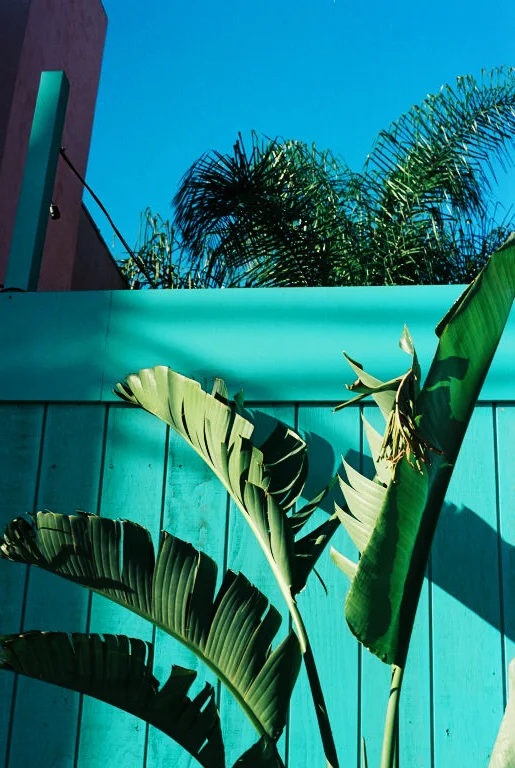 TropicalPalms copy.jpg