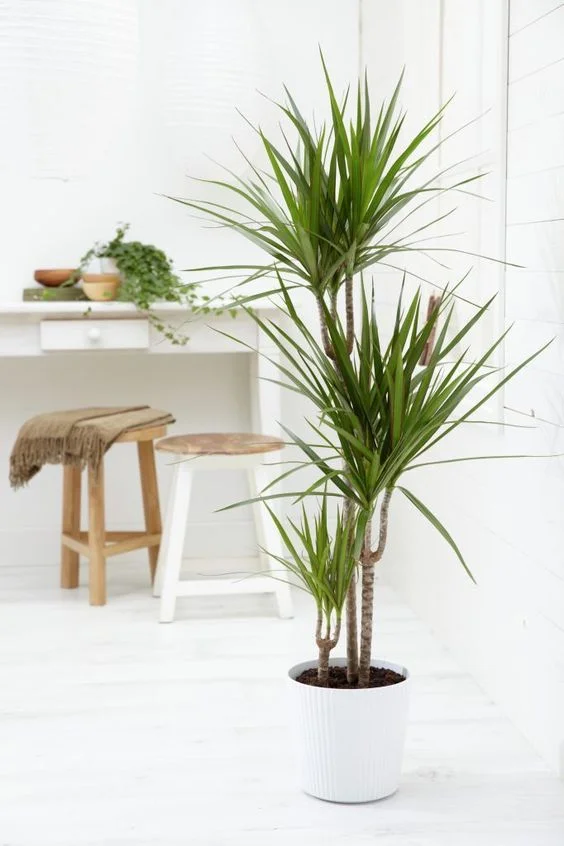 Dracaena.jpg