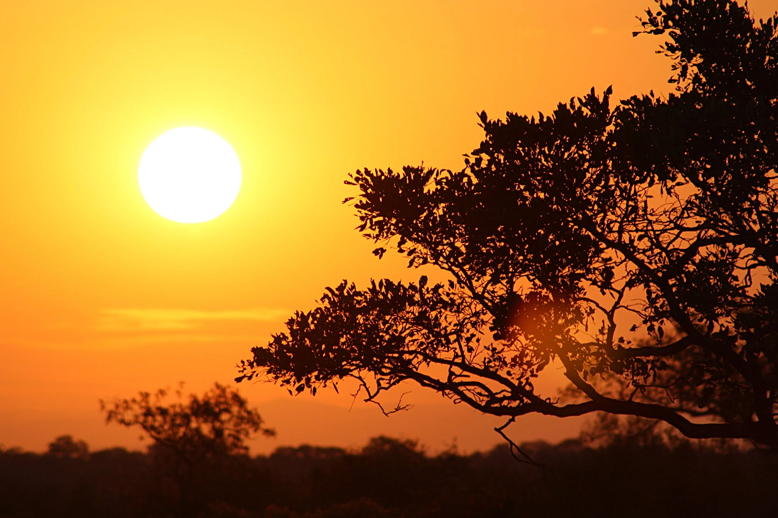 South Africa (PT.2), Safari - 2011