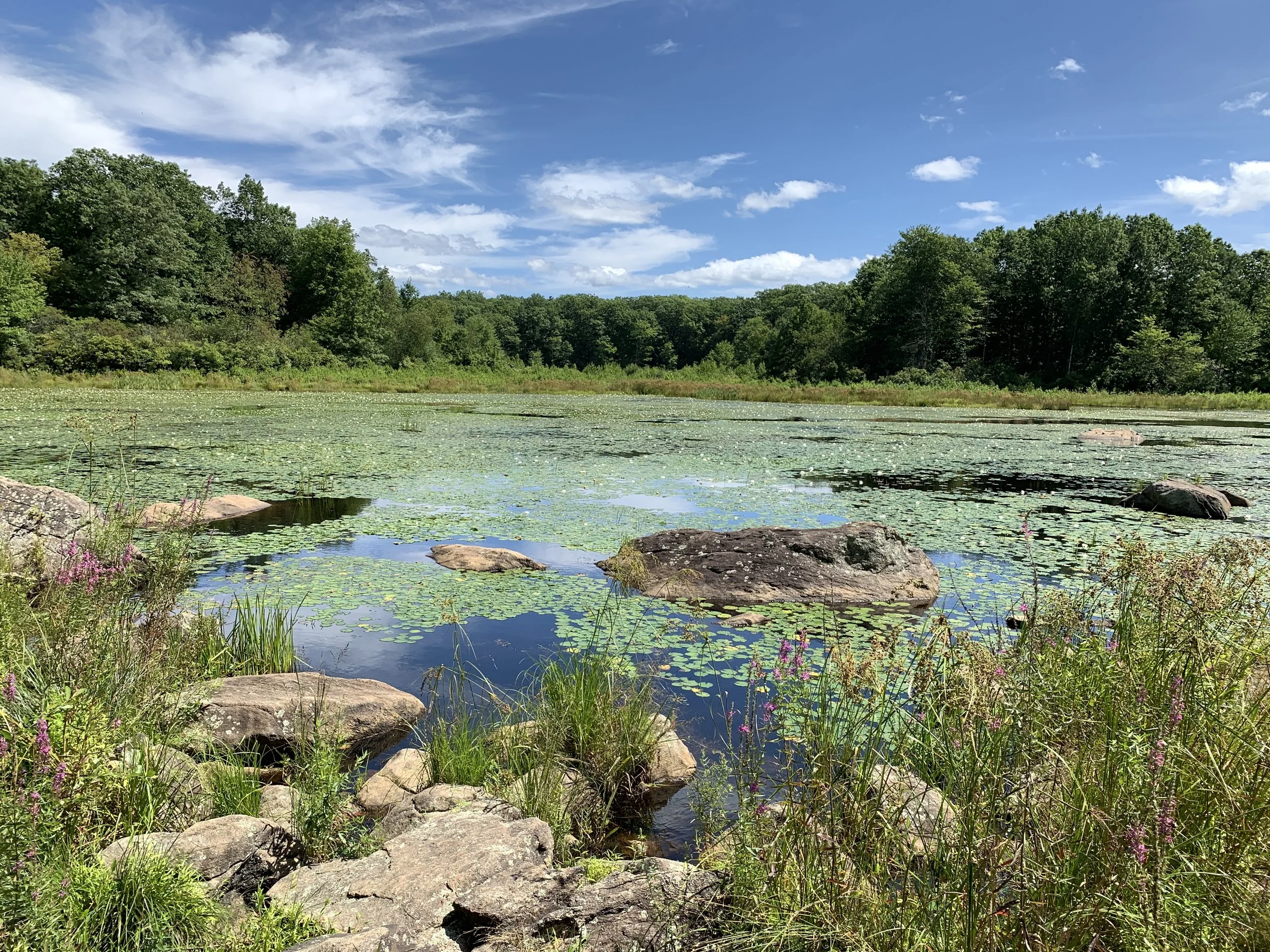 My NYC - Summer 2021 - Part II:
